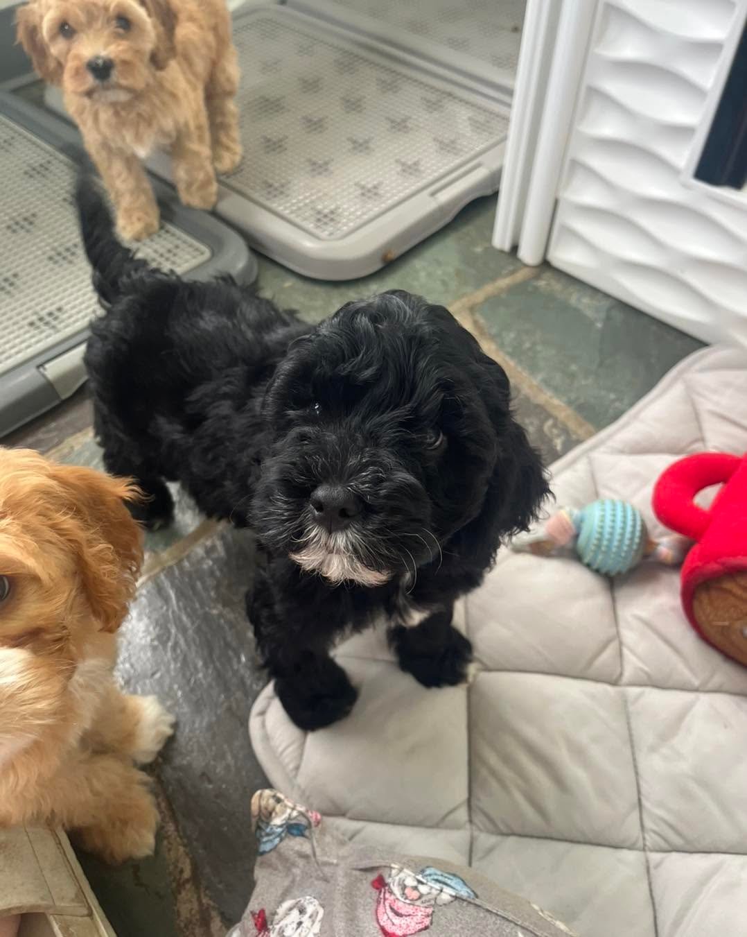 Cockapoo puppy for sale at Doodles & Co, UK