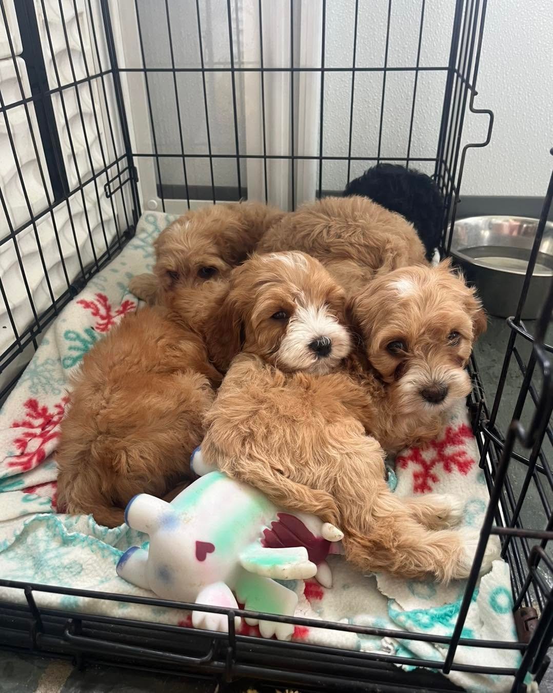 Cavapoo puppy for sale at Doodles & Co, UK
