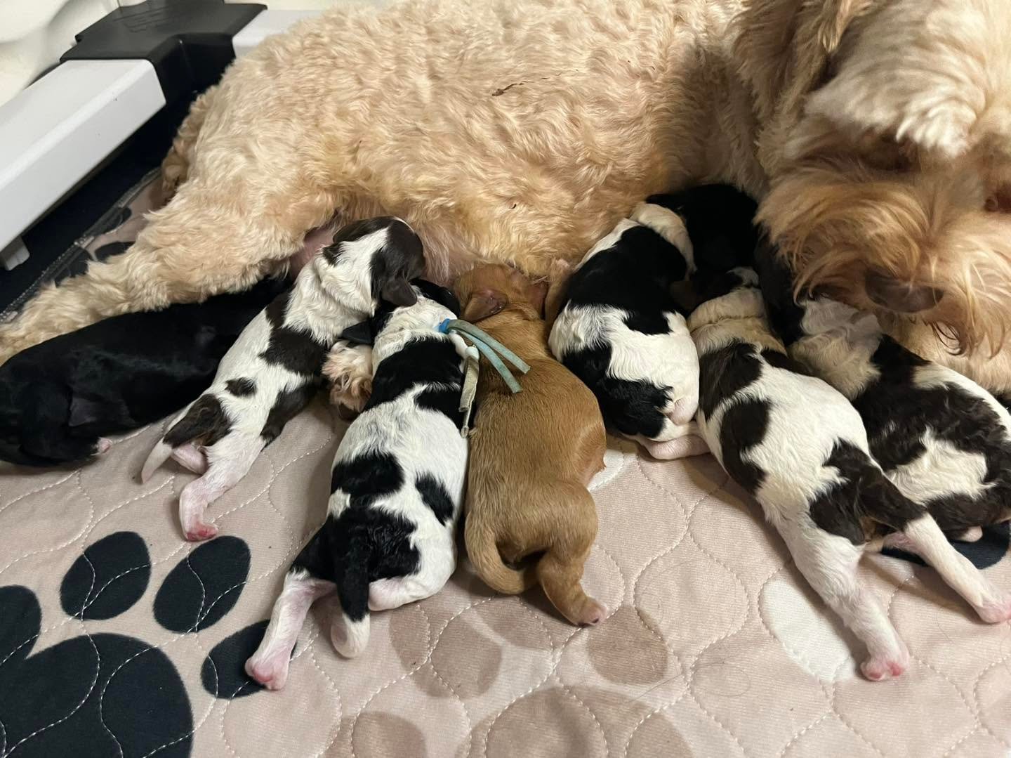 Puppies raised at home by Doodles & Co, a family-run UK breeder