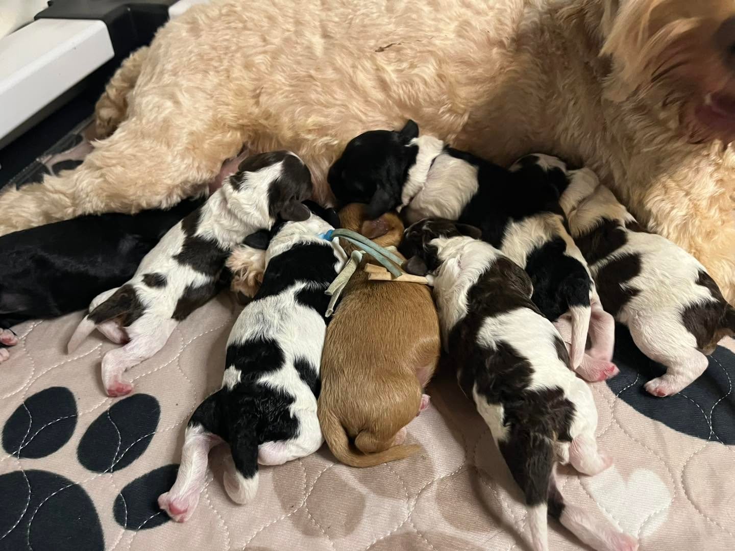 Puppy for sale at Doodles & Co, UK