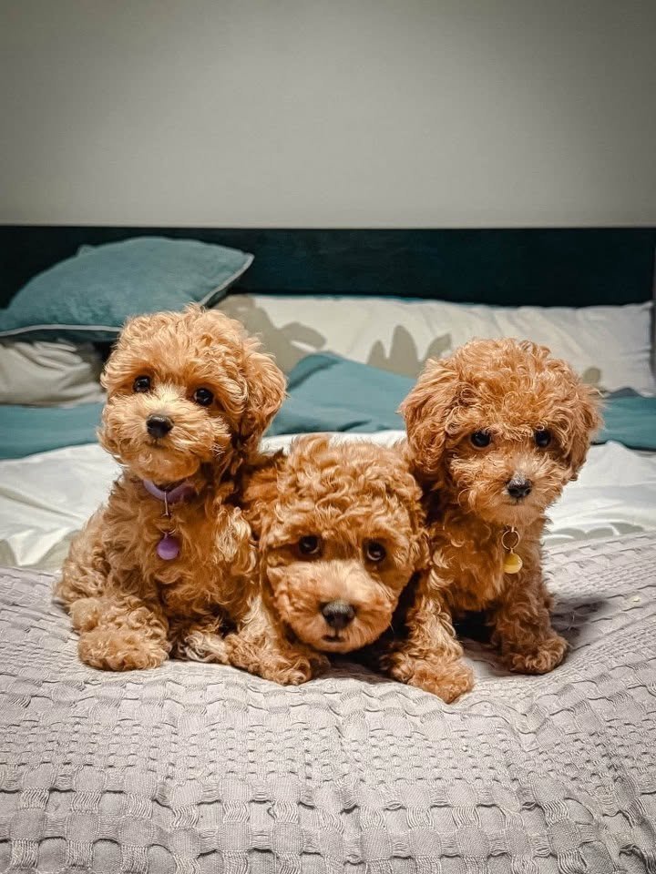 Cocker Spaniel puppy raised at Doodles & Co