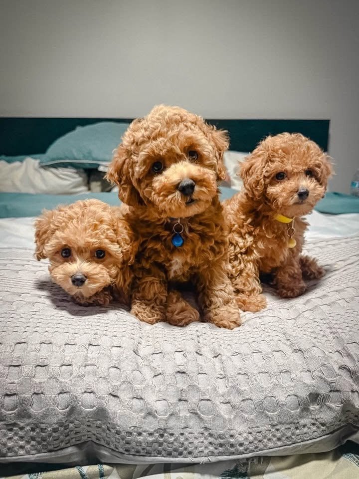 Cavapoo puppy at home with Doodles & Co