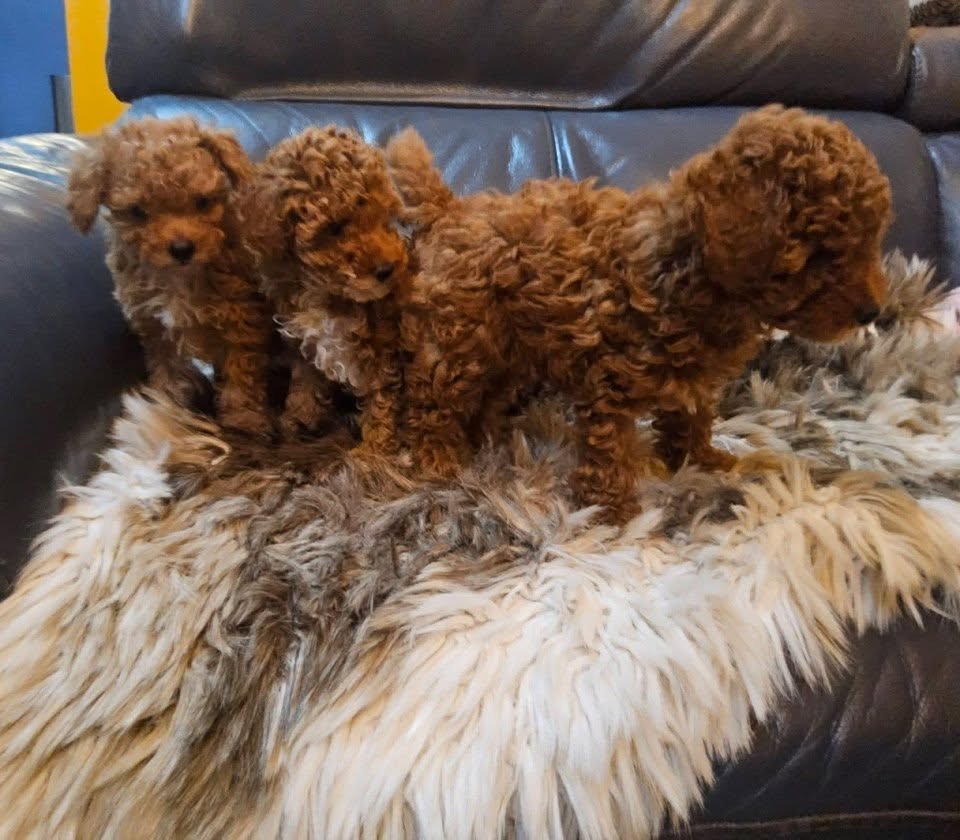 Cavapoo puppy for sale at Doodles & Co