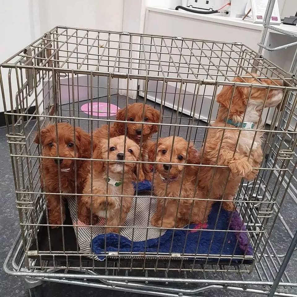 Puppy ready to go home from Doodles & Co