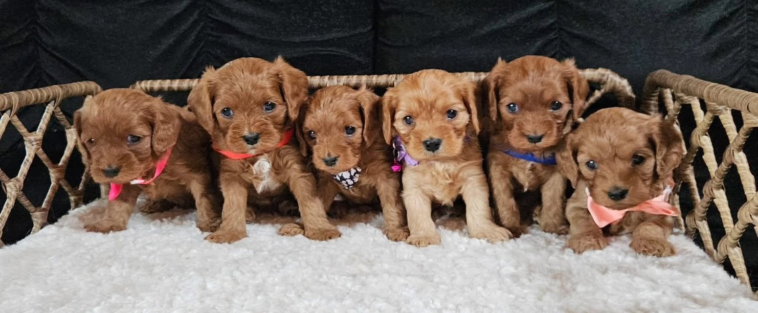 Puppy raised at Doodles & Co, UK