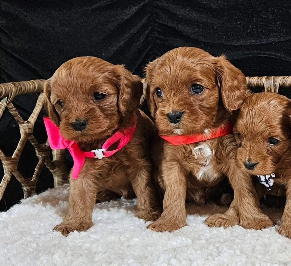 Puppies for sale, cared for at Doodles & Co