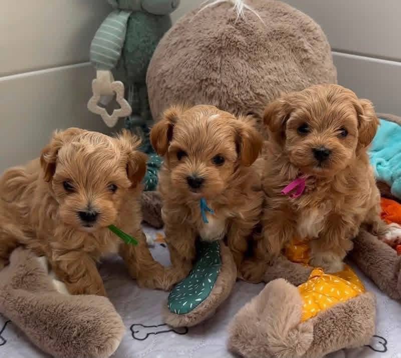 Cockapoo puppy socialised at home