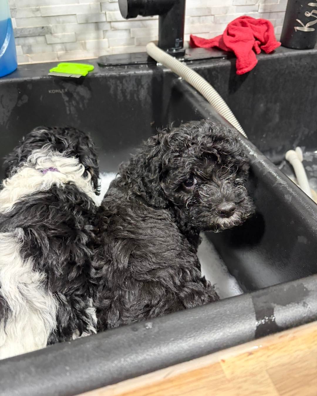 Cockapoo puppy raised in a UK family home