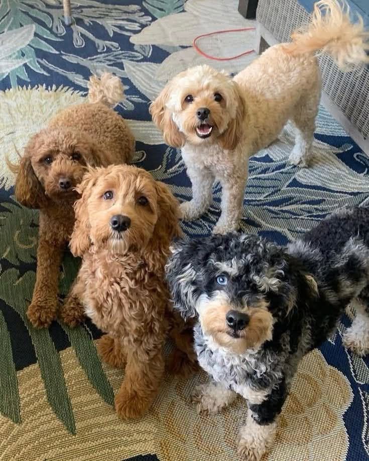 Doodles & Co puppies raised inside our family home