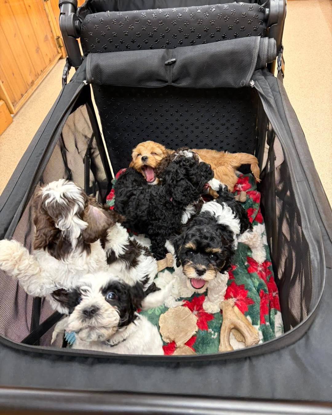 Cocker Spaniel puppy for sale UK