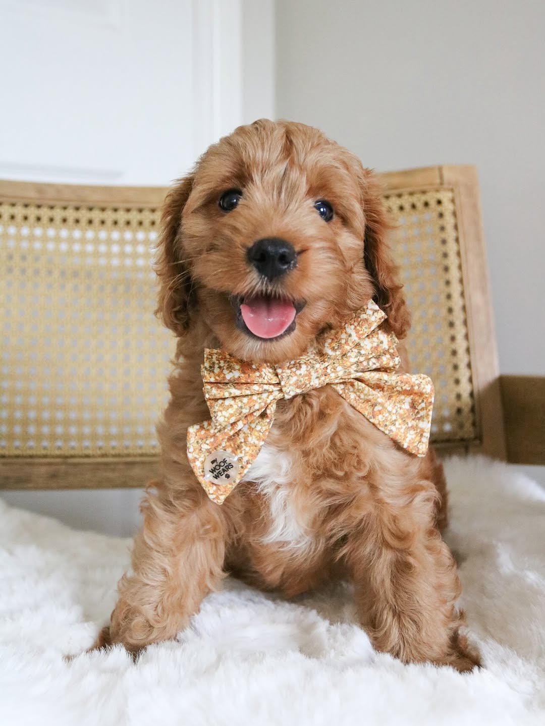 Daisy, female Cavapoo puppy for sale at Doodles & Co
