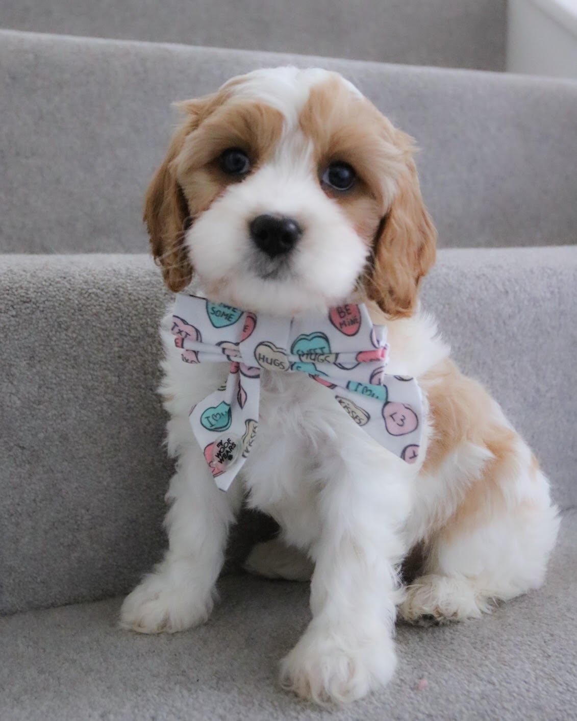 Poppy, female Cavapoo puppy for sale at Doodles & Co