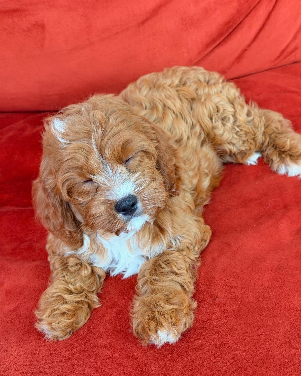 Luna, female Cavapoo puppy for sale at Doodles & Co