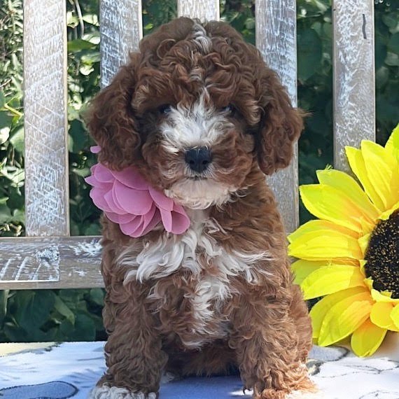 Rosie, female Cockapoo puppy for sale at Doodles & Co