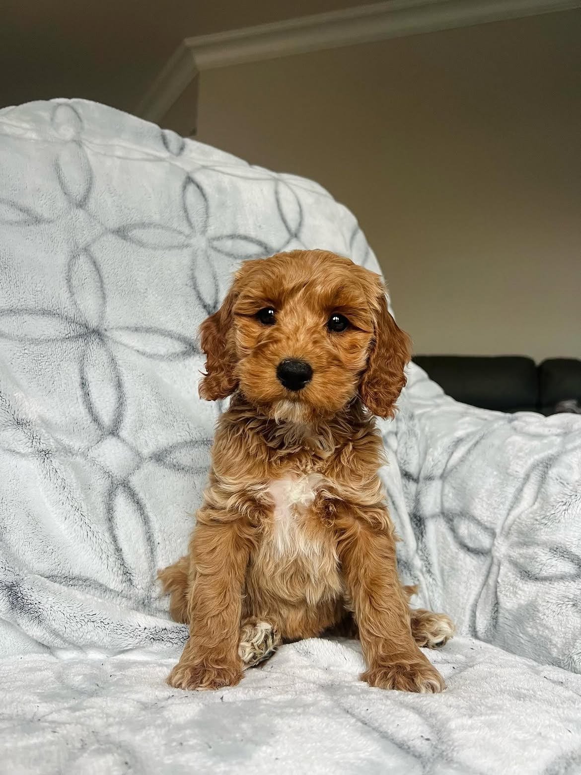 Doris, female Cockapoo puppy for sale at Doodles & Co