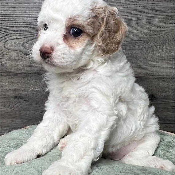 Sophie, female Cockapoo puppy for sale at Doodles & Co