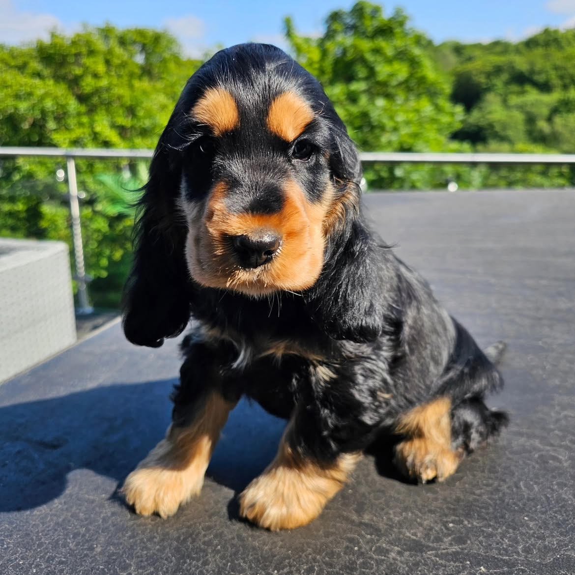 Ruby, female Cocker Spaniel puppy for sale at Doodles & Co