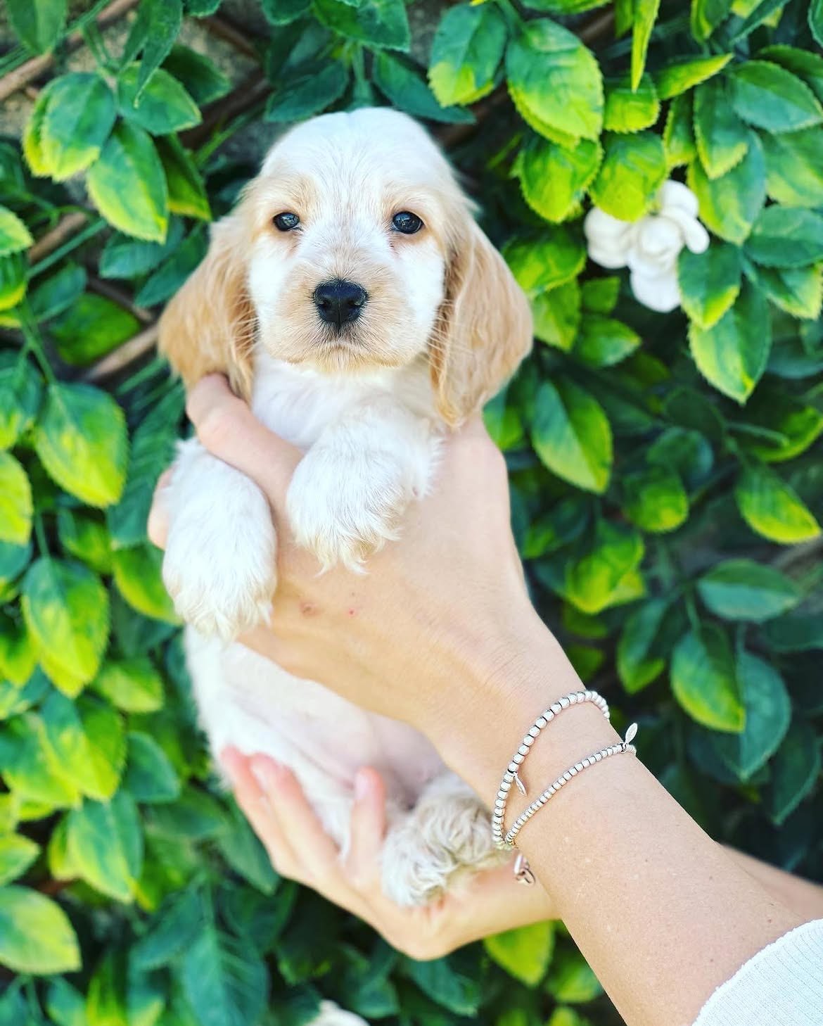 Molly, female Cocker Spaniel puppy for sale at Doodles & Co