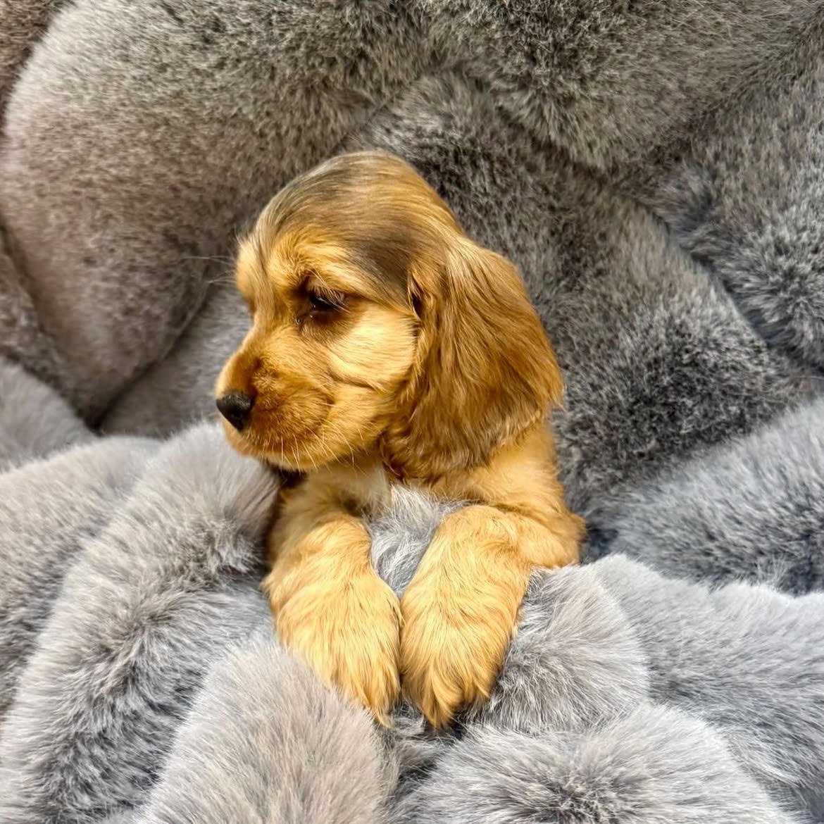 Bella, female Cocker Spaniel puppy for sale at Doodles & Co