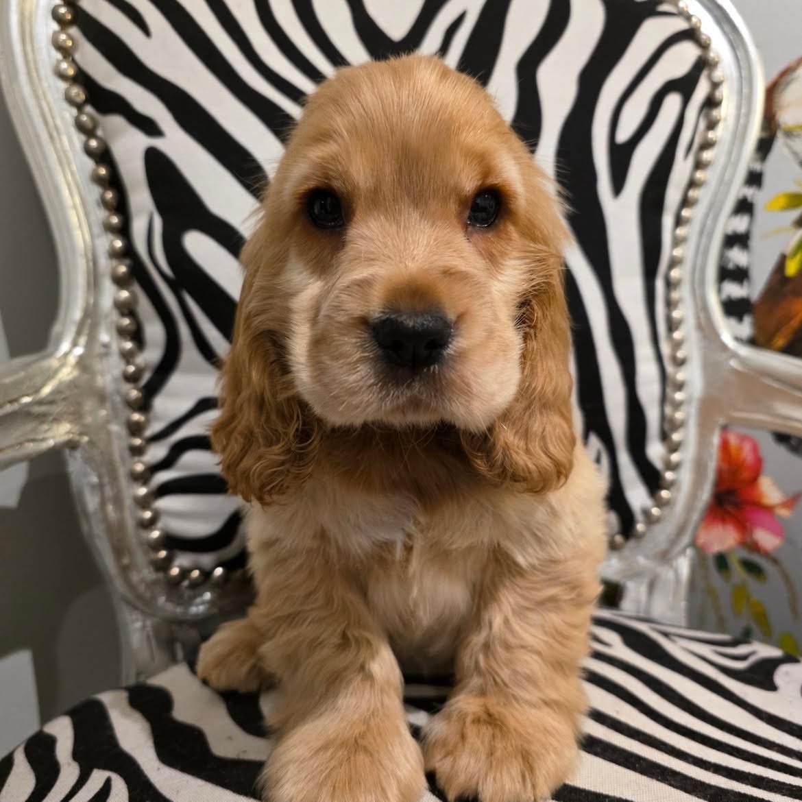 Willow, female Cocker Spaniel puppy for sale at Doodles & Co