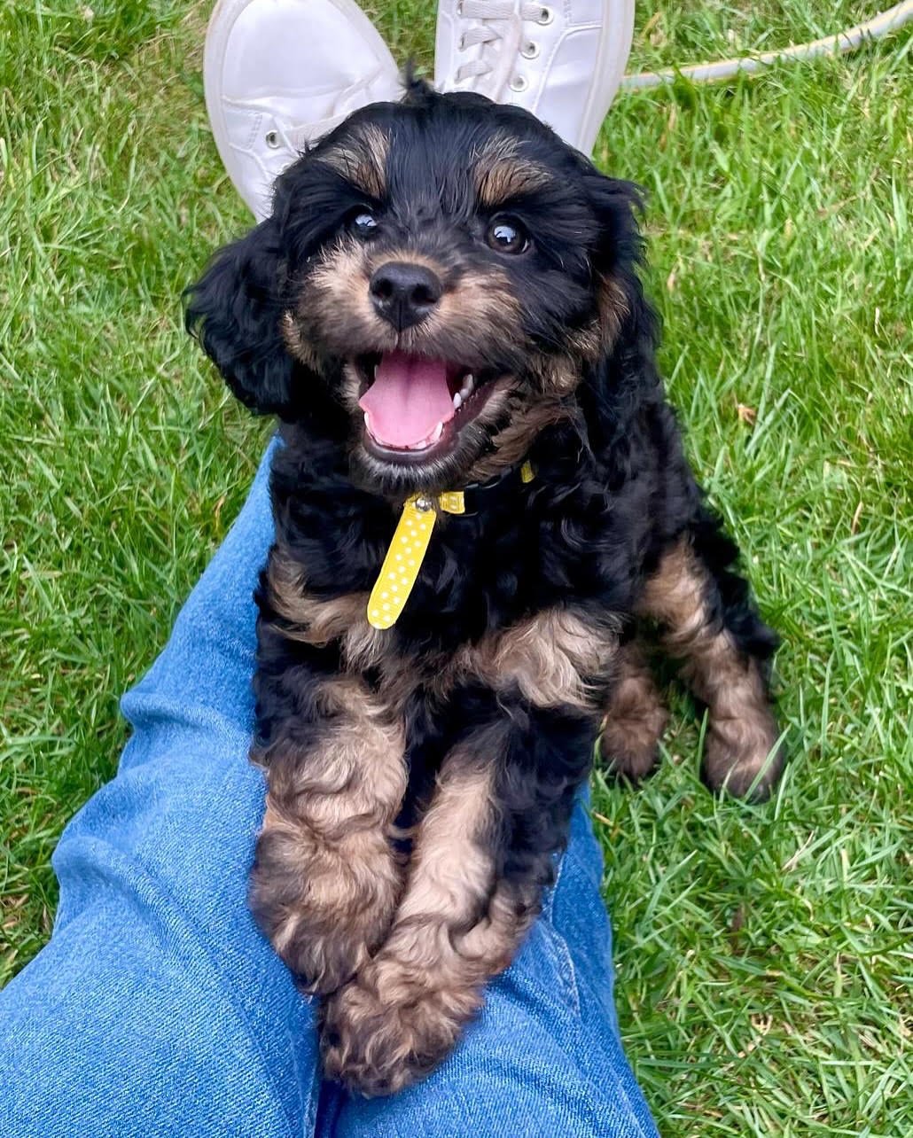 Teddy, male Cavapoo puppy for sale at Doodles & Co