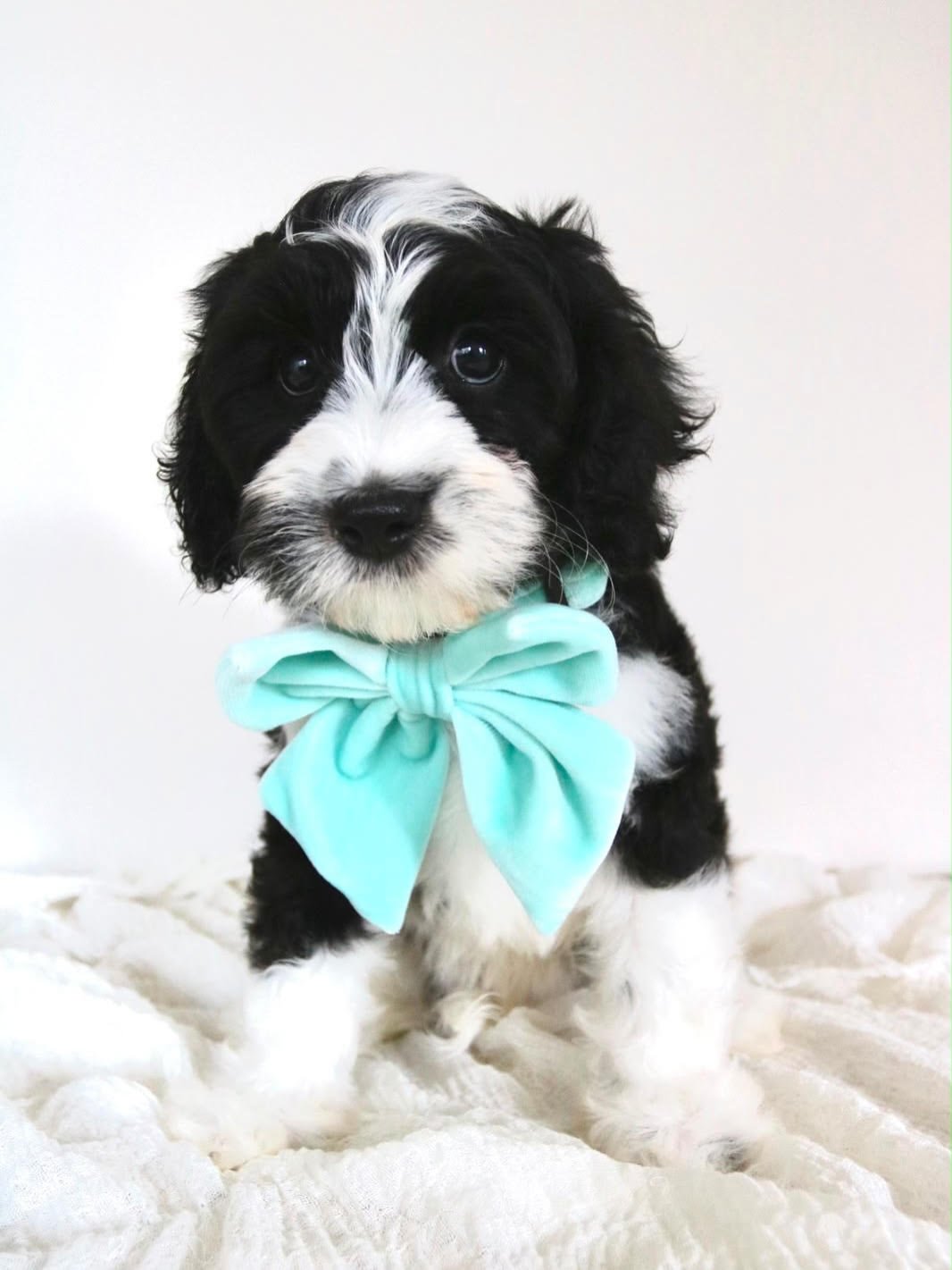 Alfie, male Cavapoo puppy for sale at Doodles & Co