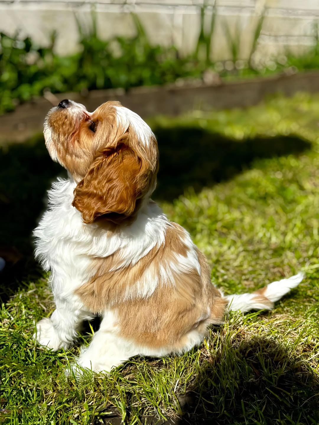 Max, male Cavapoo puppy for sale at Doodles & Co