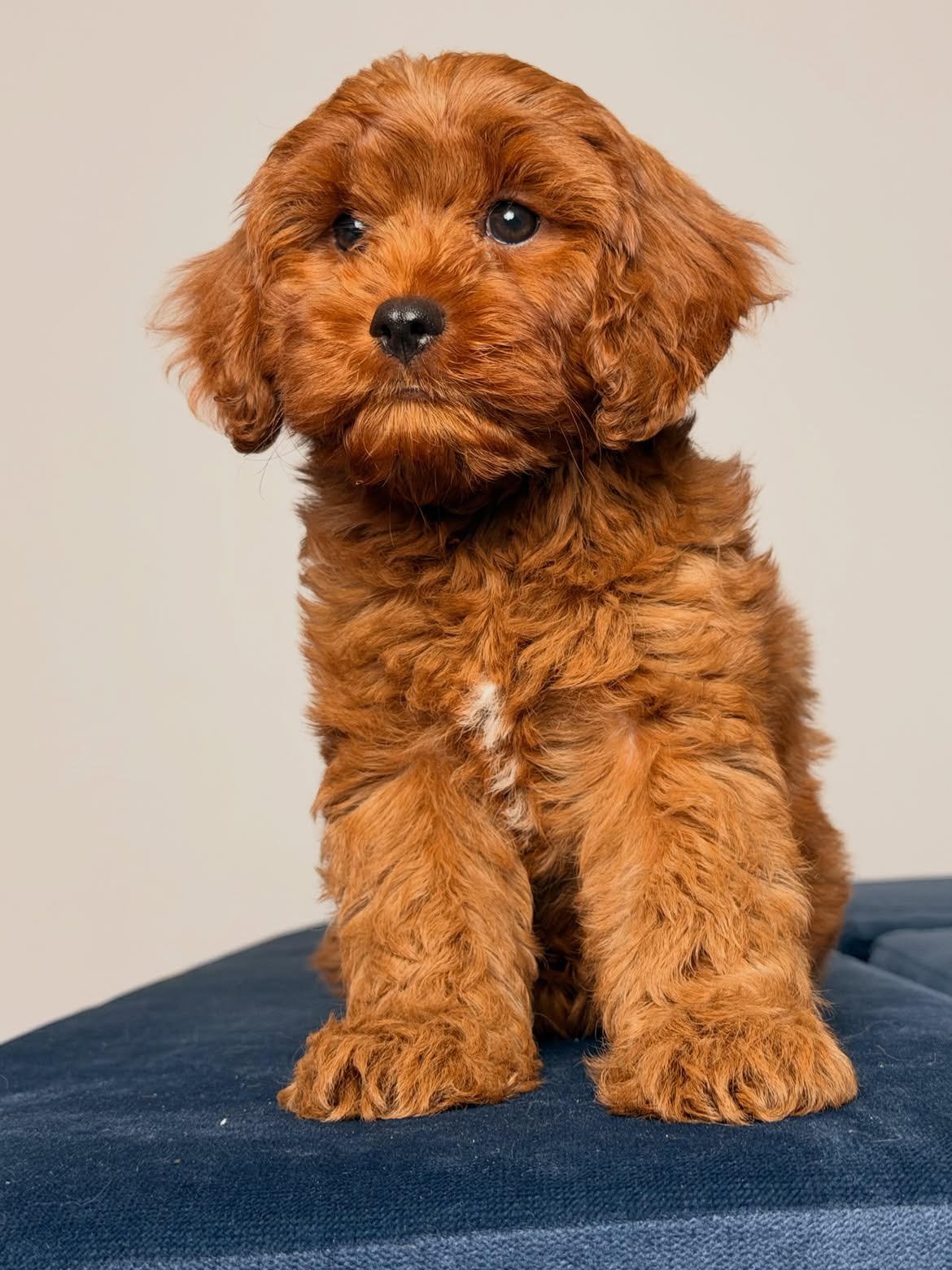 Milo, male Cavapoo puppy for sale at Doodles & Co