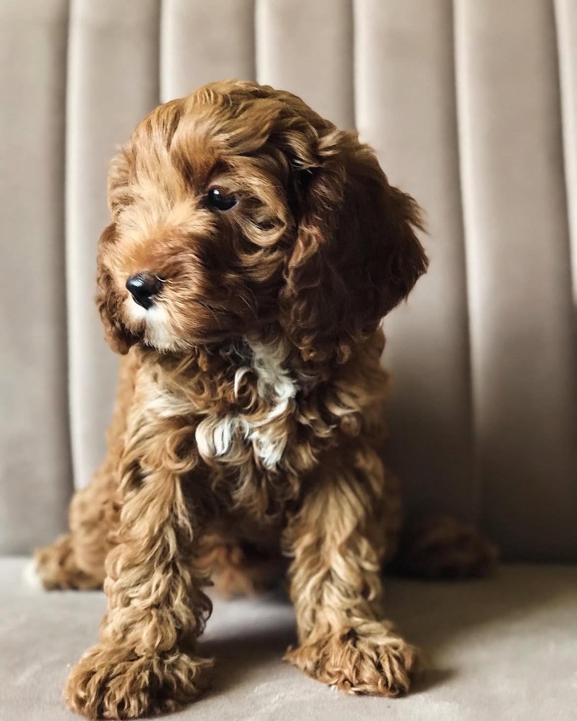 Dan, male Cockapoo puppy for sale at Doodles & Co