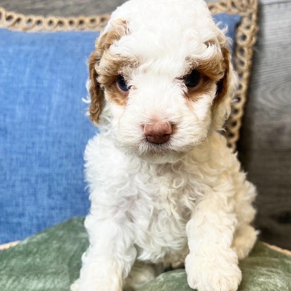 Ben, male Cockapoo puppy for sale at Doodles & Co