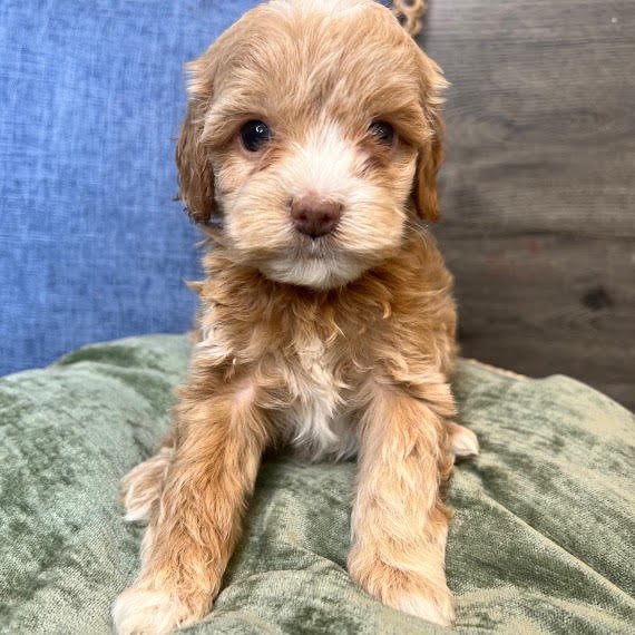 Bruce, male Cockapoo puppy for sale at Doodles & Co