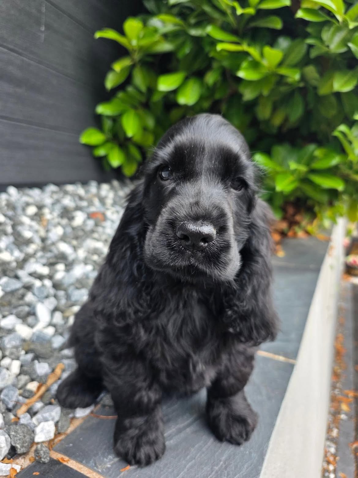 Oscar, male Cocker Spaniel puppy for sale at Doodles & Co
