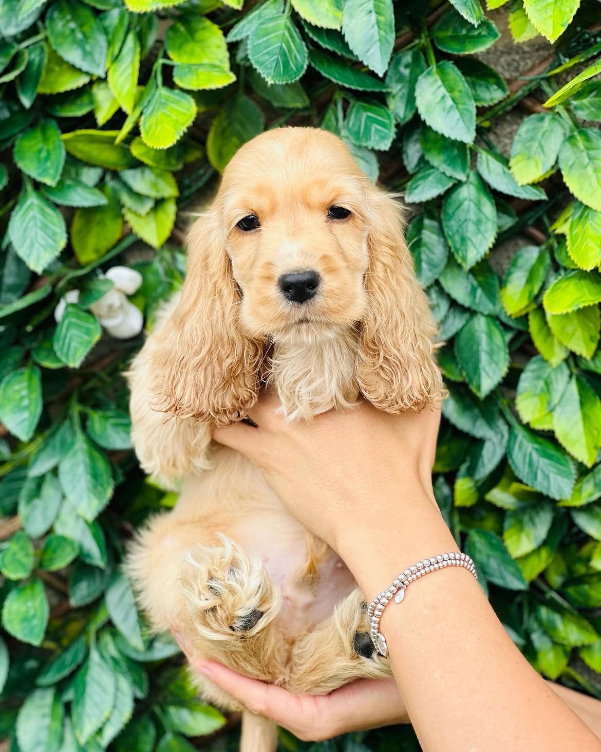 Charlie, male Cocker Spaniel puppy for sale at Doodles & Co