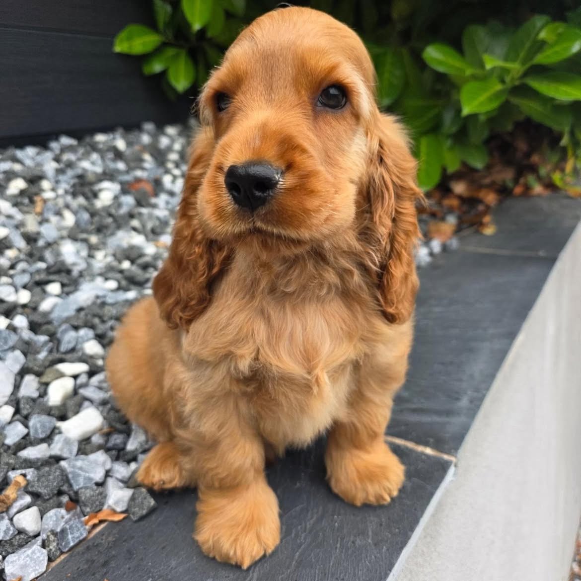 Buddy, male Cocker Spaniel puppy for sale at Doodles & Co