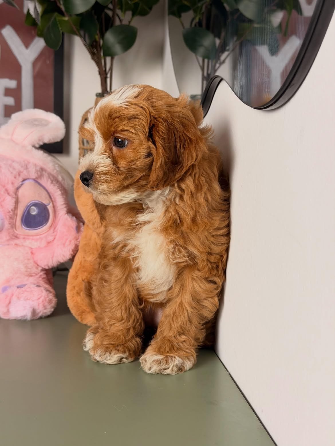 Amber, female Cavapoo puppy for sale at Doodles & Co