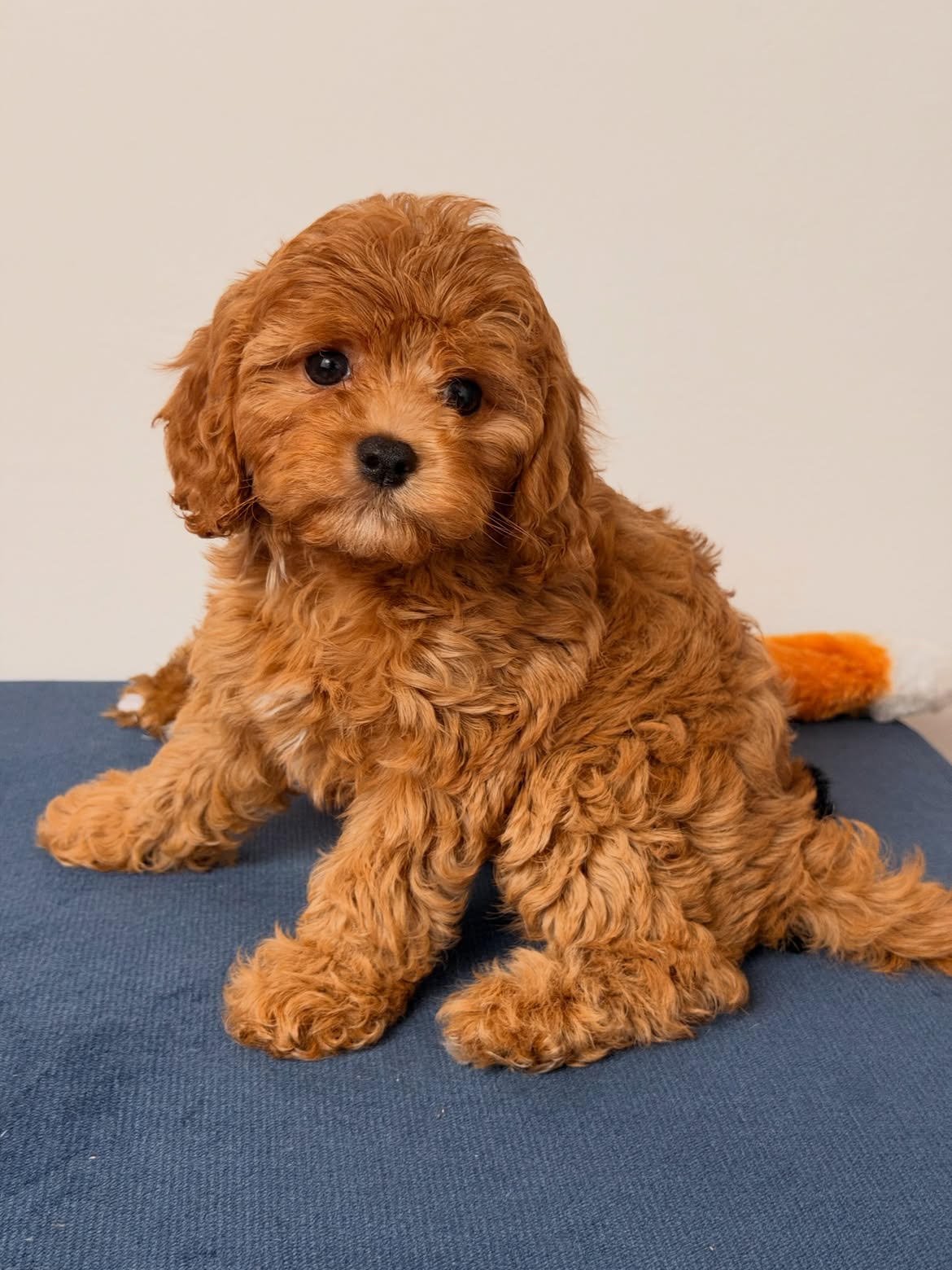 Chalo, male Cavapoo puppy for sale at Doodles & Co