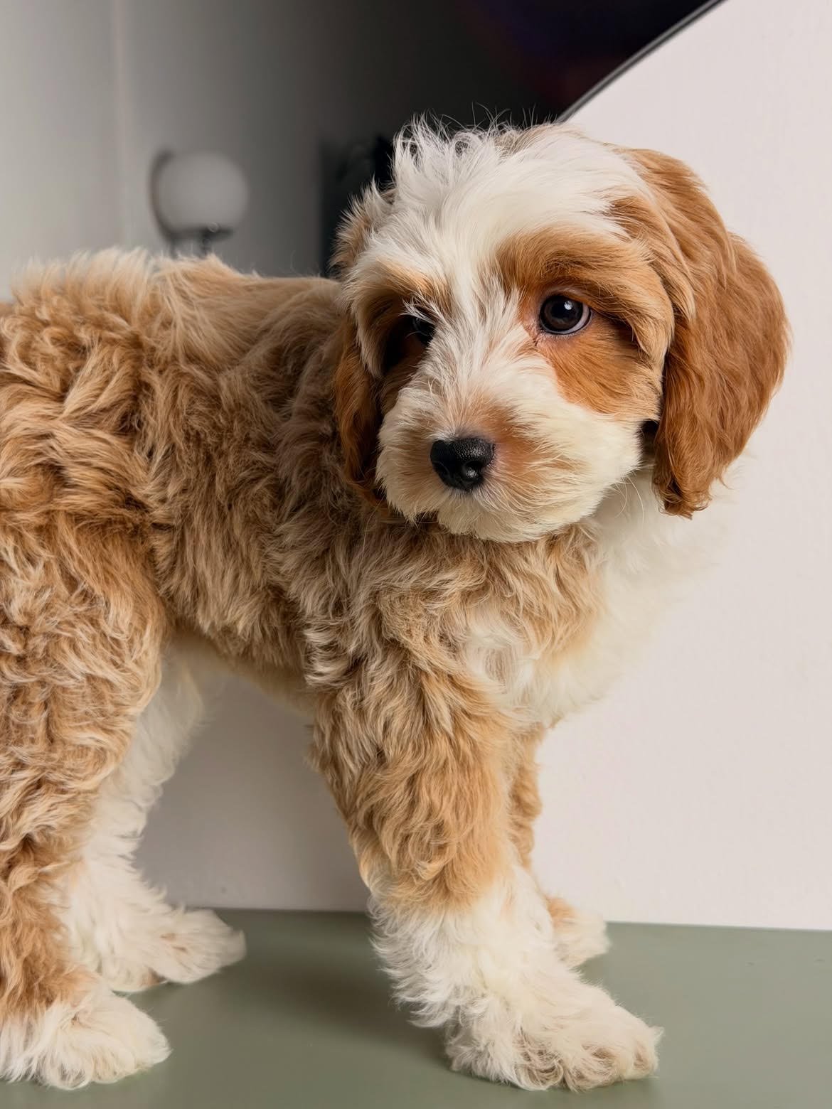 Chest, male Cavapoo puppy for sale at Doodles & Co