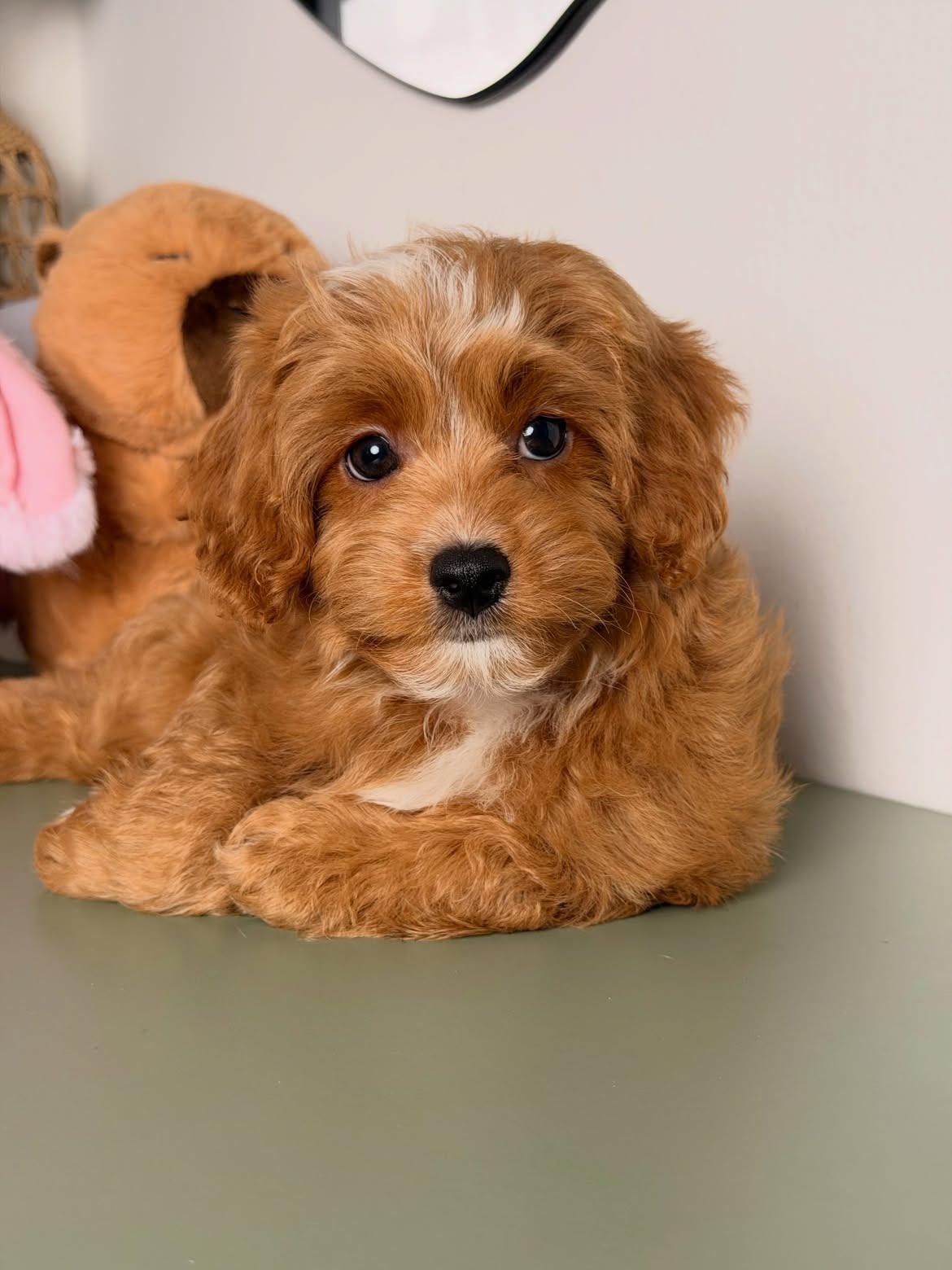 Rusty, male Cavapoo puppy for sale at Doodles & Co